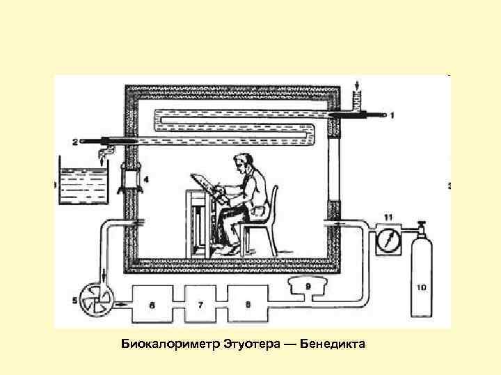  Биокалориметр Этуотера — Бенедикта 