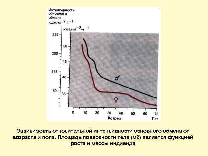 Зависят в основном от. Интенсивность основного обмена. Зависимость интенсивности основного обмена от возраста. Интенсивность основного обмена зависит от. Возрастные изменения основного обмена.