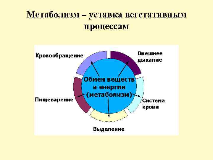 Метаболизм – уставка вегетативным процессам 