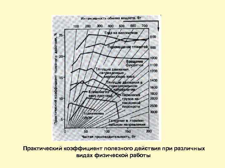  Практический коэффициент полезного действия при различных видах физической работы 