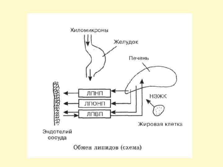 Обмен веществ у собак