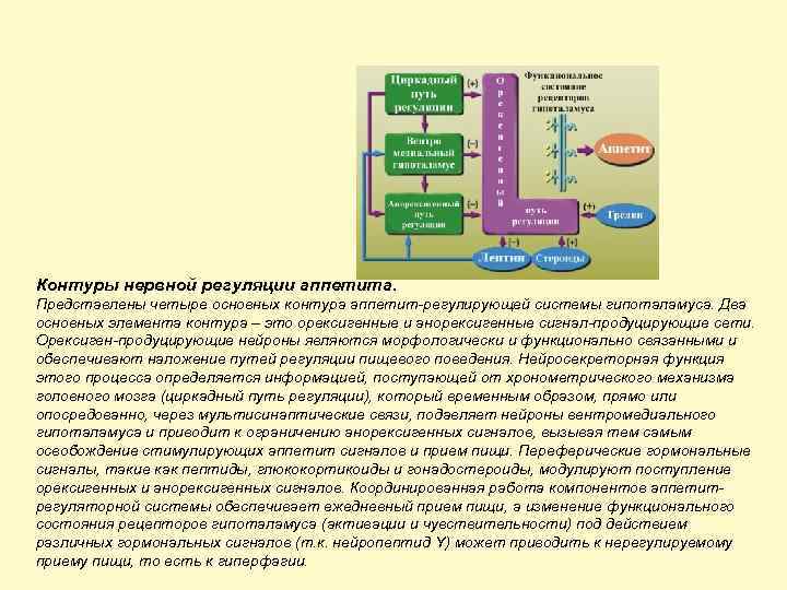 Контуры нервной регуляции аппетита. Представлены четыре основных контура аппетит-регулирующей системы гипоталамуса. Два основных элемента