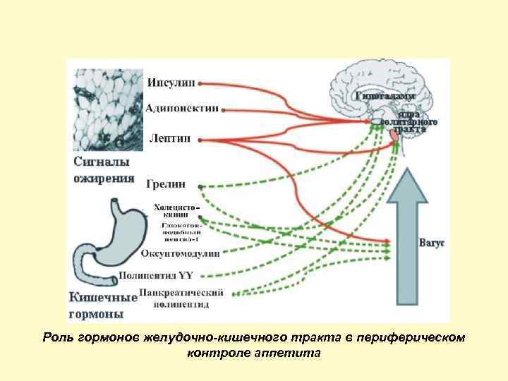 Роль гормонов желудочно кишечного тракта в периферическом контроле аппетита 