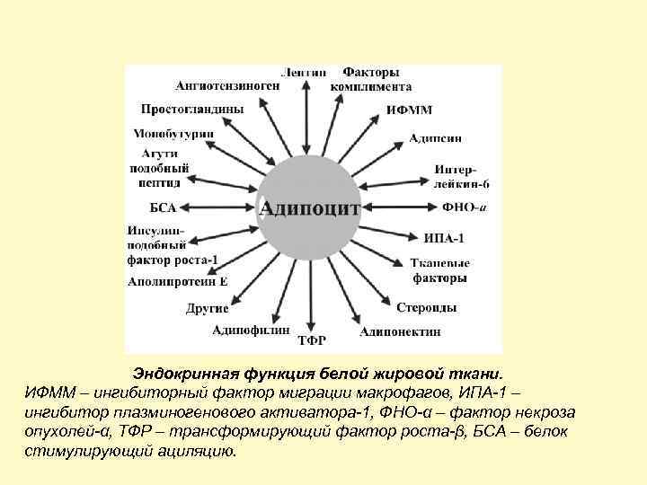 Эндокринная функция белой жировой ткани. ИФММ – ингибиторный фактор миграции макрофагов, ИПА-1 – ингибитор