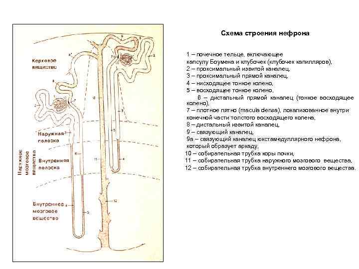 Что происходит в нефроне. Схема нефрона почки. Строение нефрона рисунок. Схему юкстамедуллярного нефрона почки. Строение нефрона почки.