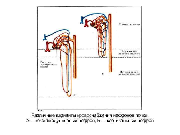 Кровоснабжение почки схема