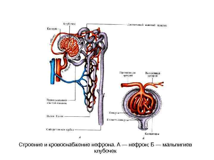 Обозначь нужные термины и подпиши рисунок нефрона