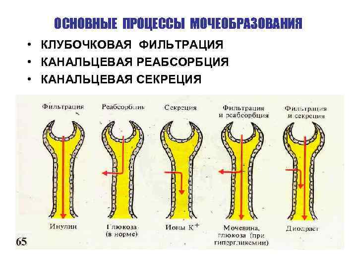 Схема клубочковой фильтрации