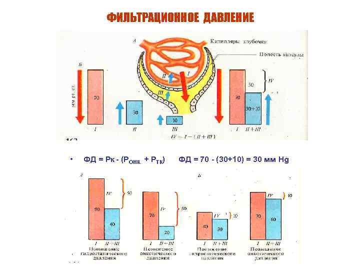 ФИЛЬТРАЦИОННОЕ ДАВЛЕНИЕ • ФД = Рк - (РОНК. + РТК) ФД = 70 -