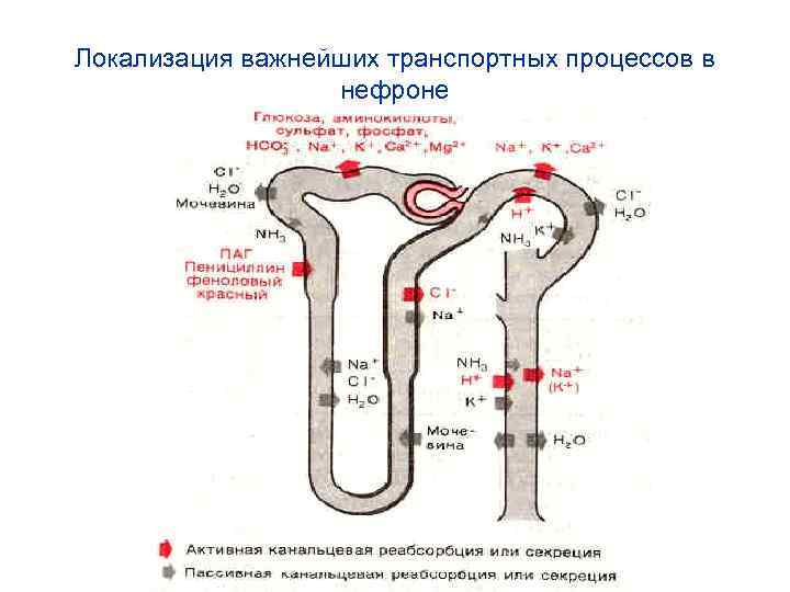 Локализация важнейших транспортных процессов в нефроне 