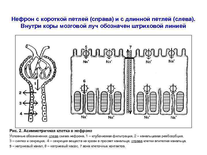 Нефрон с короткой петлей (справа) и с длинной петлей (слева). Внутри коры мозговой луч