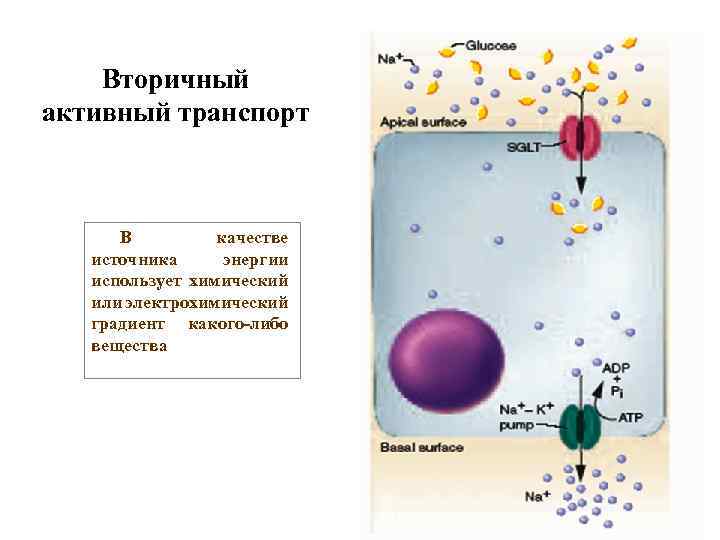 Вторичный активный транспорт В качестве источника энергии использует химический или электрохимический градиент какого-либо вещества