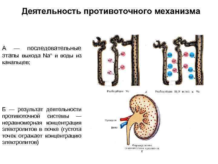Деятельность противоточного механизма А — последовательные этапы выхода Nа+ и воды из канальцев; Б