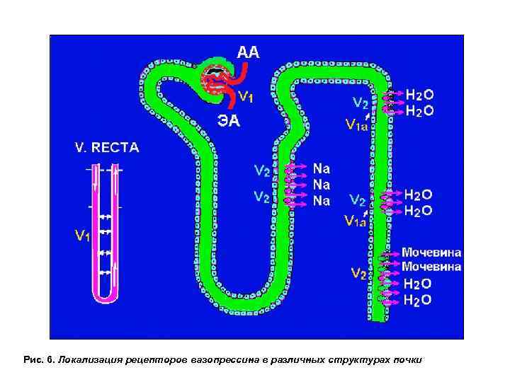 Рис. 6. Локализация рецепторов вазопрессина в различных структурах почки 