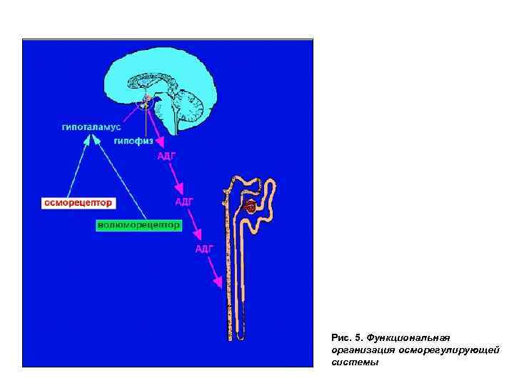 Рис. 5. Функциональная организация осморегулирующей системы 