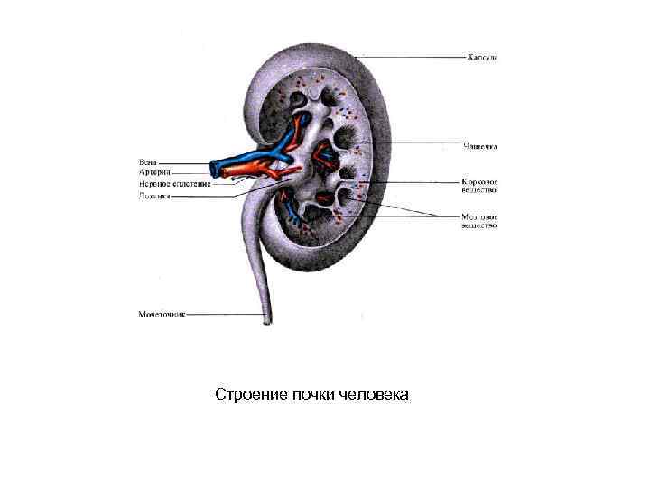 Почка обозначена цифрой