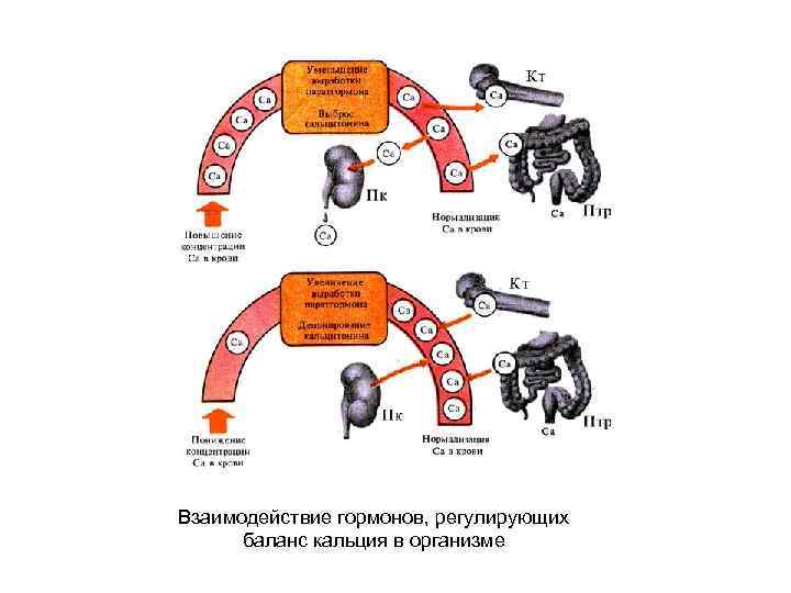 Взаимодействие гормонов, регулирующих баланс кальция в организме 