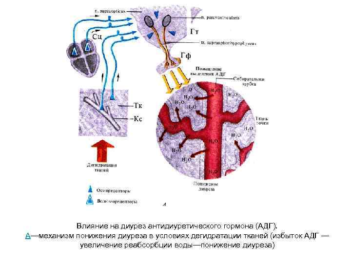 Механизмы диуреза. Механизм действия АДГ на диурез. Влияние АДГ на диурез. АДГ физиология.