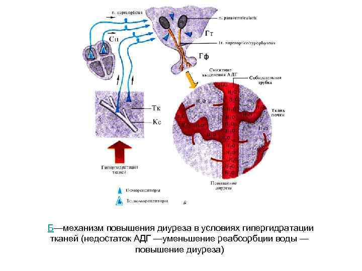 Механизмы диуреза. Механизм влияния АДГ на диурез. Диурез это физиология. Механизм изменения диуреза. Механизм уменьшения диуреза.