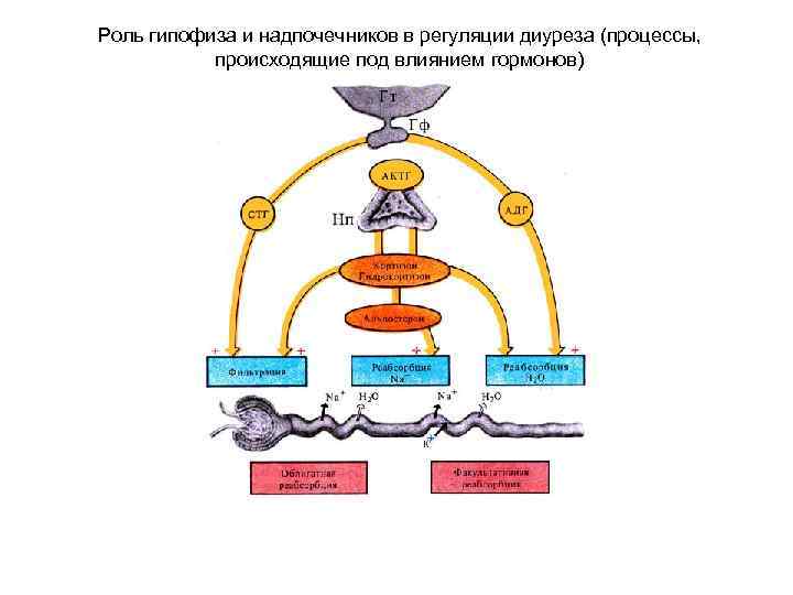 Роль гипофиза и надпочечников в регуляции диуреза (процессы, происходящие под влиянием гормонов) 