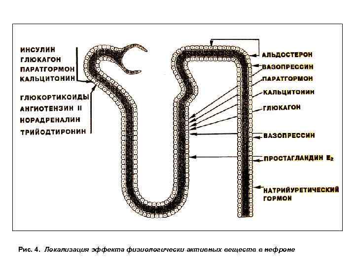 Рис. 4. Локализация эффекта физиологически активных веществ в нефроне 