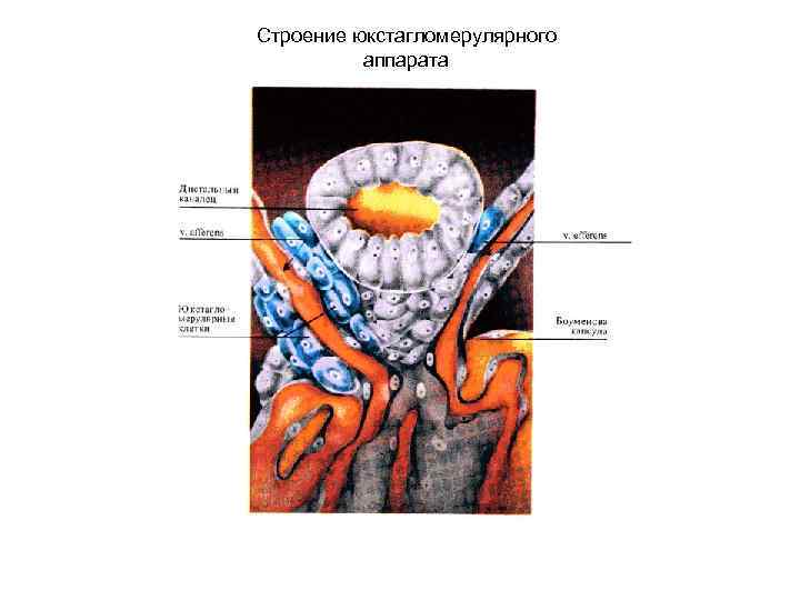 Юкстагломерулярный аппарат схема