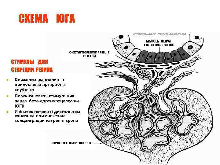 Легочные артериолы. Юга почек физиология. Юкстагломерулярный комплекс. Клетки юкстагломерулярного комплекса.