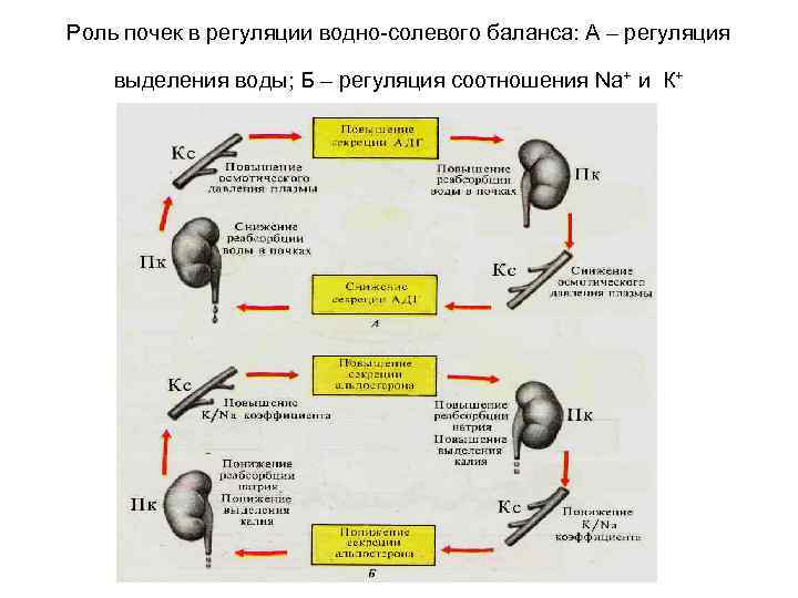 Роль почек в регуляции водно-солевого баланса: А – регуляция выделения воды; Б – регуляция