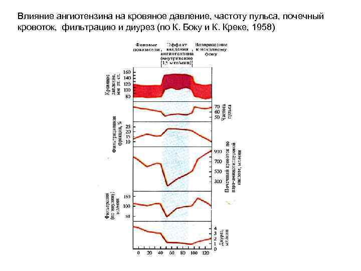 Влияние ангиотензина на кровяное давление, частоту пульса, почечный кровоток, фильтрацию и диурез (по К.