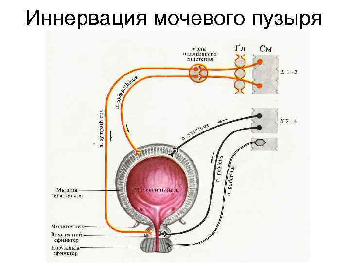 Иннервация мочевого пузыря 