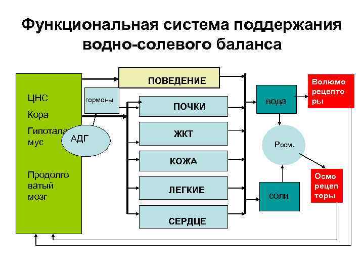 Схема функциональной системы обеспечивающей оптимальный уровень осмотического давления