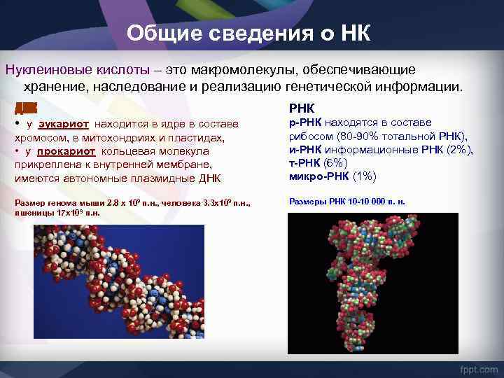 Нуклеиновая кислота неорганическое вещество. Нуклеиновые кислоты в ядре. Макромолекулярная структура ДНК. Макромолекулы нуклеиновых кислот. Строение макромолекулы ДНК И РНК.