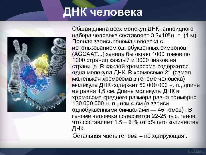 Исследования днк человека надежды и опасения презентация