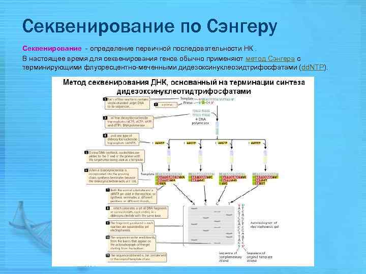 Секвенирование анализ. Секвенирование метод Сэнгера. Секвенирование по Сэнгеру интерпретация результатов. Секвенатор для секвенирования по Сэнгеру. «Плюс-минус» метод секвенирования ДНК.