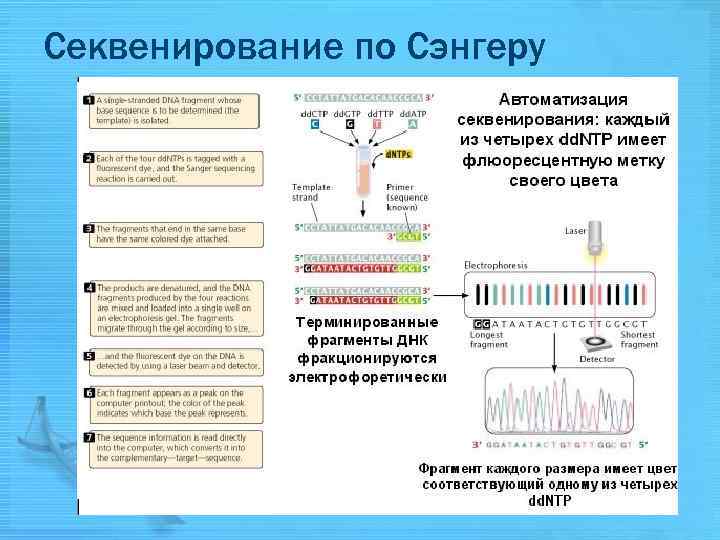 Секвенирование нового поколения