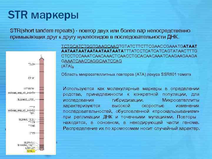 STR маркеры STR(short tandem repeats) - повтор двух или более пар непосредственно примыкающих друг