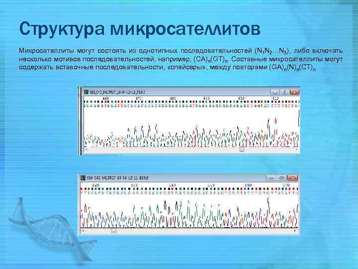 Структура микросателлитов Микросателлиты могут состоять из однотипных последовательностей (N 1 N 2…N 3), либо