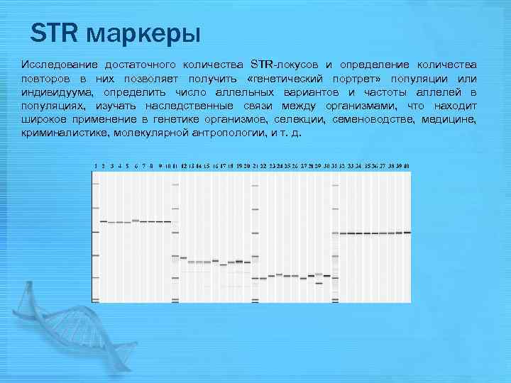 STR маркеры Исследование достаточного количества STR-локусов и определение количества повторов в них позволяет получить