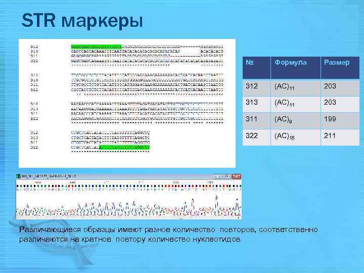 STR маркеры № Формула Размер 312 (AC)11 203 313 (AC)11 203 311 (AC)9 199