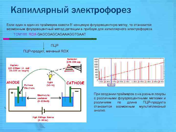 Метод капиллярного электрофореза основные принципы и схемы реализации