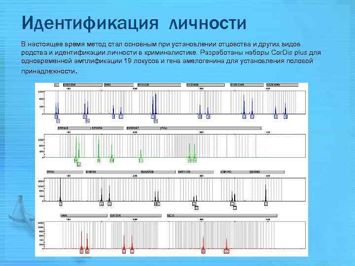 Идентификация личности В настоящее время метод стал основным при установлении отцовства и других видов