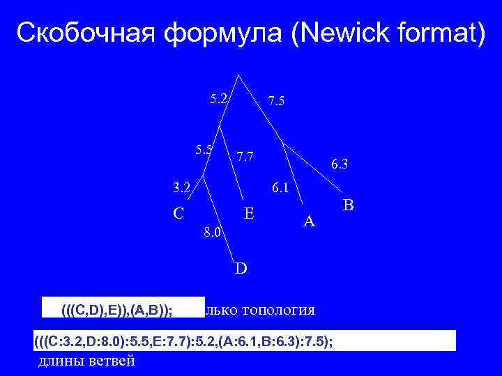 Скобочная формула (Newick format) 5. 2 5. 5 7. 7 3. 2 6. 3