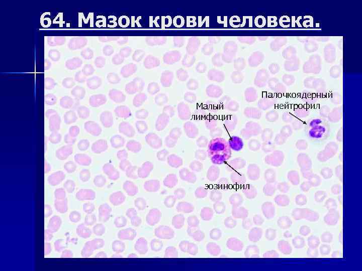 Мазок крови человека рисунок с обозначениями