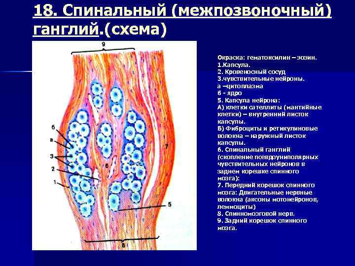 Нейронный состав вегетативного ганглия рисунок гистология