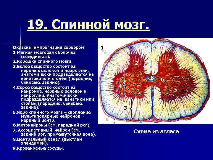 Сосудистая оболочка мозга