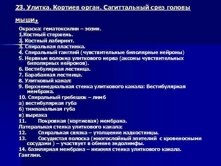 23. Улитка. Кортиев орган. Сагиттальный срез головы . мыши Окраска: гематоксилин – эозин. 1.