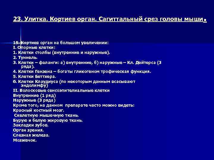 . 23. Улитка. Кортиев орган. Сагиттальный срез головы мыши 15. Кортиев орган на большом