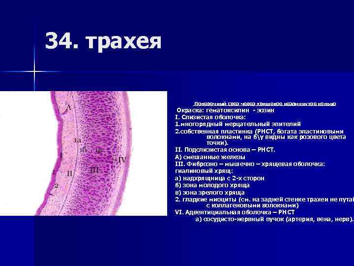 34. трахея Поперечный срез через хрящевое незамкнутое кольцо Окраска: гематоксилин - эозин I. Слизистая
