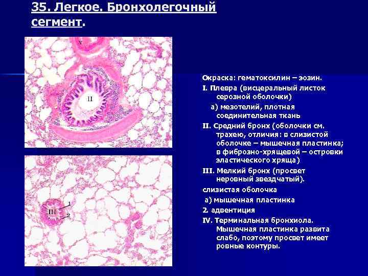 Мезотелий развивается из