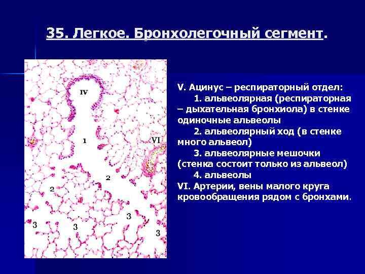 35. Легкое. Бронхолегочный сегмент. V. Ацинус – респираторный отдел: 1. альвеолярная (респираторная – дыхательная